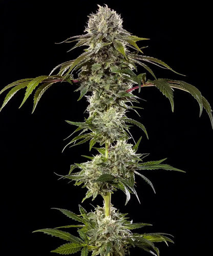 Durban Poison Cannabis Samen von Barney's Farm