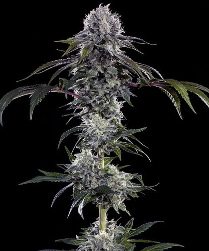 Durban Z F1 Cannabis Samen