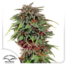 Durban Poison von Dutch Passion