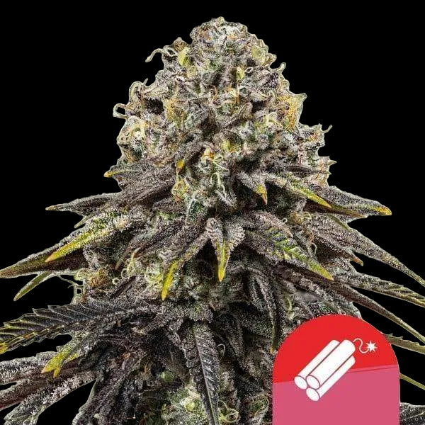 dynamite-diesel-cannabis-samen