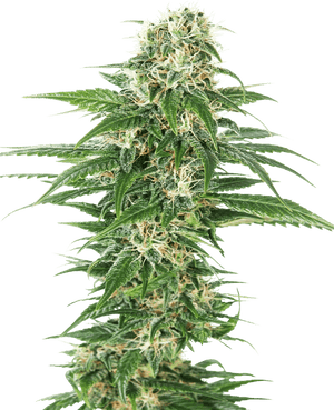 early-skunk-auto-sensi-seeds