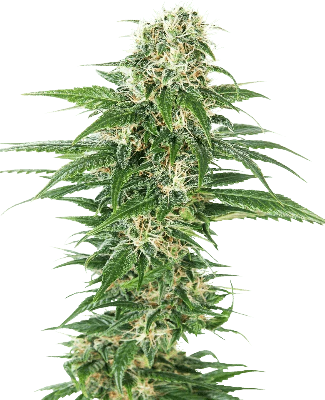 early-skunk-auto-sensi-seeds