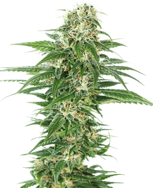 early-skunk-auto-sensi-seeds