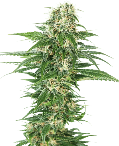 early-skunk-auto-sensi-seeds