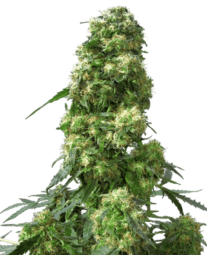 sensi-seeds-early-skunk