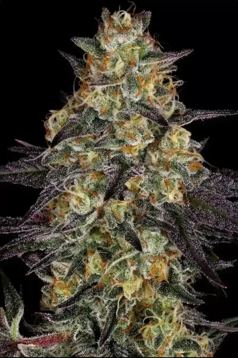 el-dorado-og-paradise-seeds