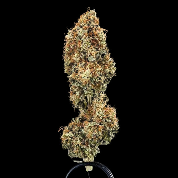 epsilon-f1-cannabis-samen