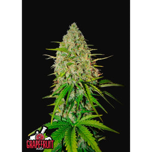 Grapefruit Auto