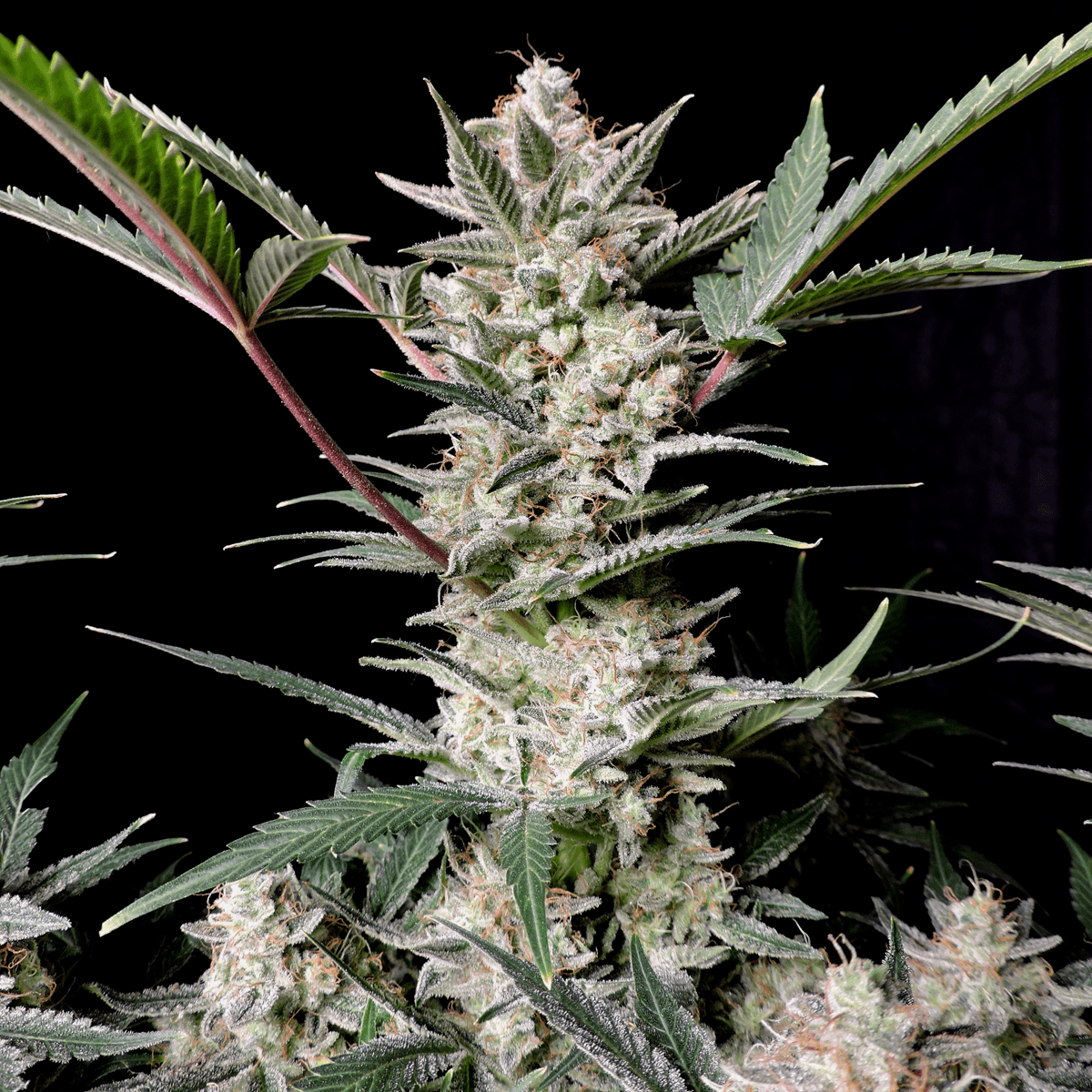 strawberry-gorilla-auto-von-fast-buds