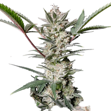 strawberry-gorilla-auto-von-fast-buds