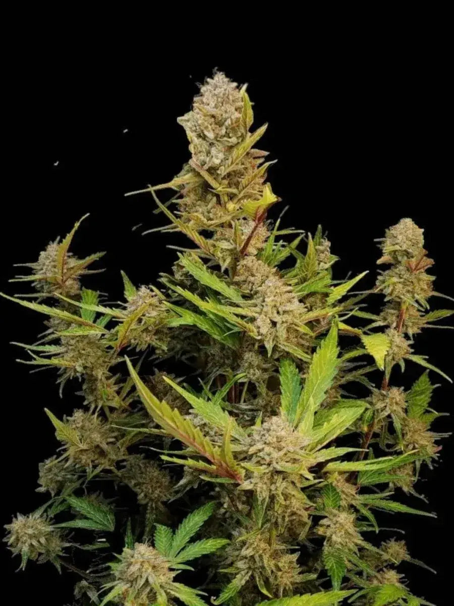 Apricot Auto autoflowering Cannabis Samen von Fast Buds 3 Stück
