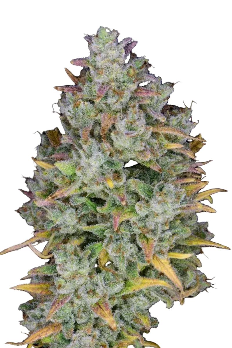 Gelato Auto Blüte