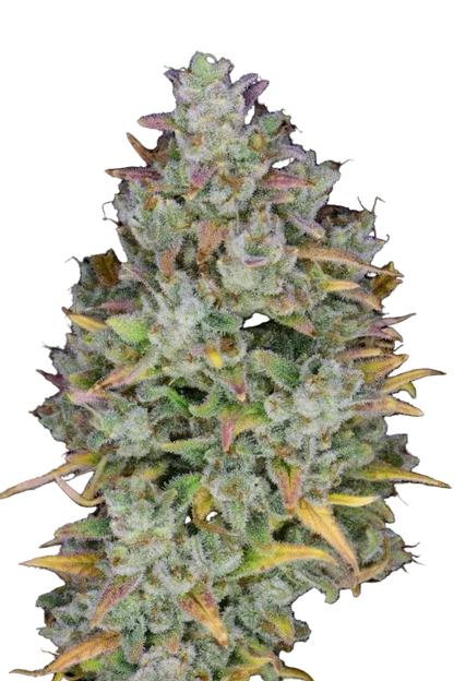 Gelato Auto Blüte