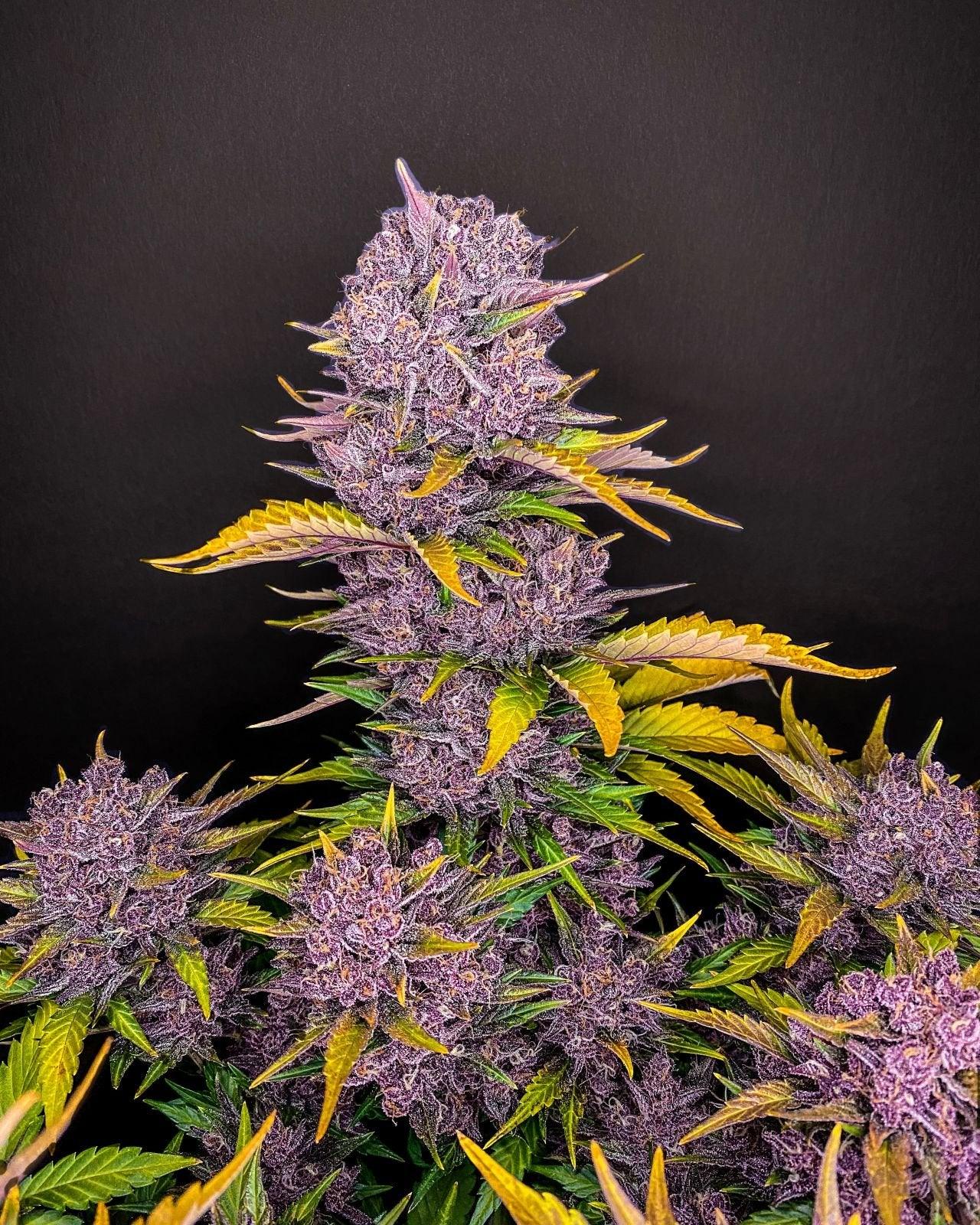 purple-lemonade-auto