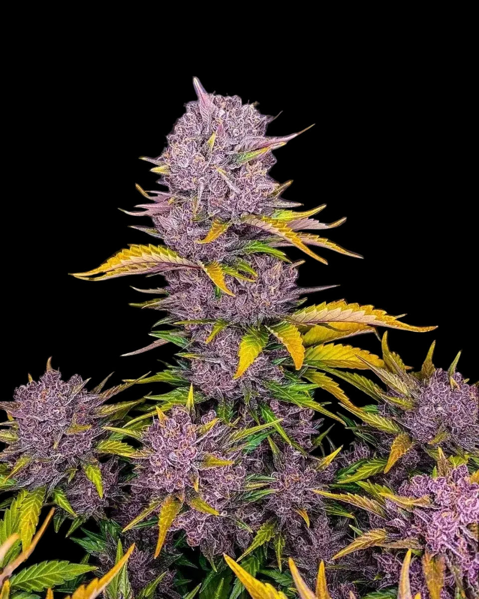 purple-lemonade-auto