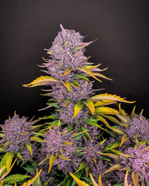 purple-lemonade-auto