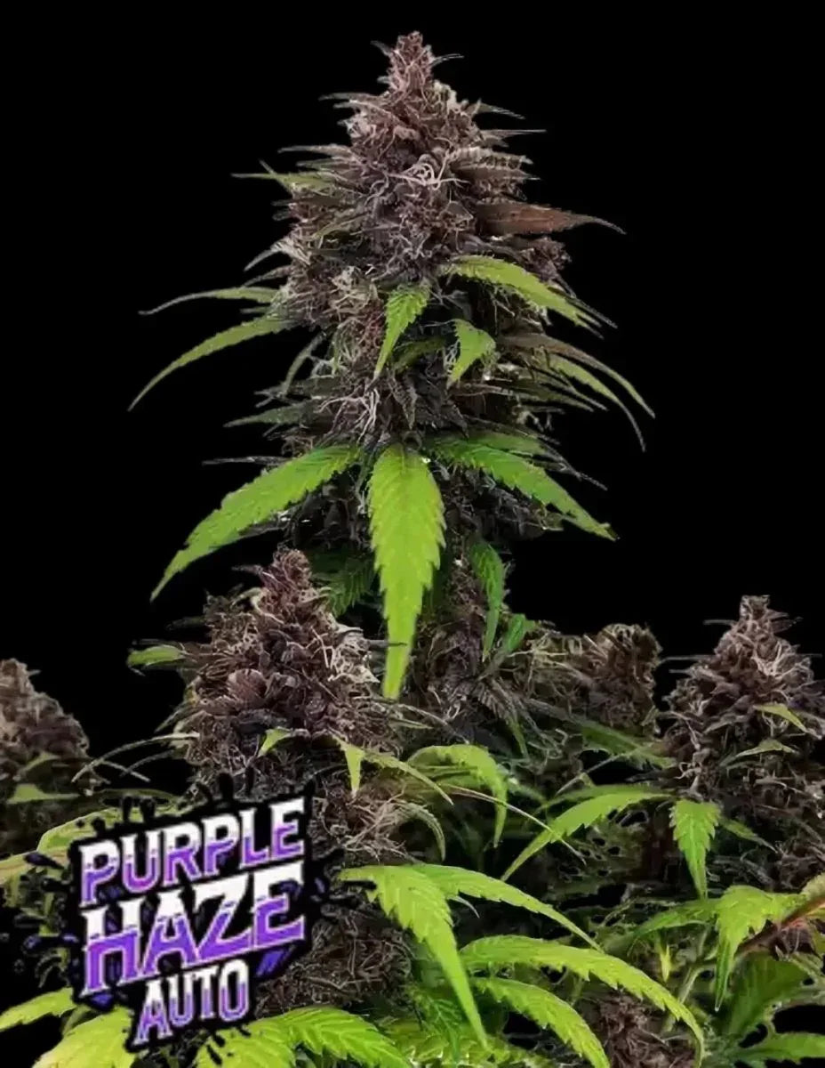Purple Haze Auto Cannabis Samen von Fast Buds