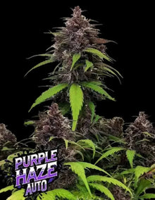 Purple Haze Autoflowering Cannabis Samen