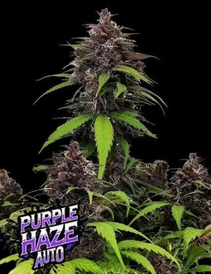 Purple Haze Autoflowering Cannabis Samen