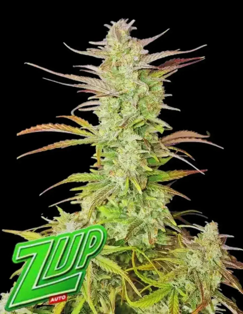 3 Samen Z-Up Auto von Fast Buds