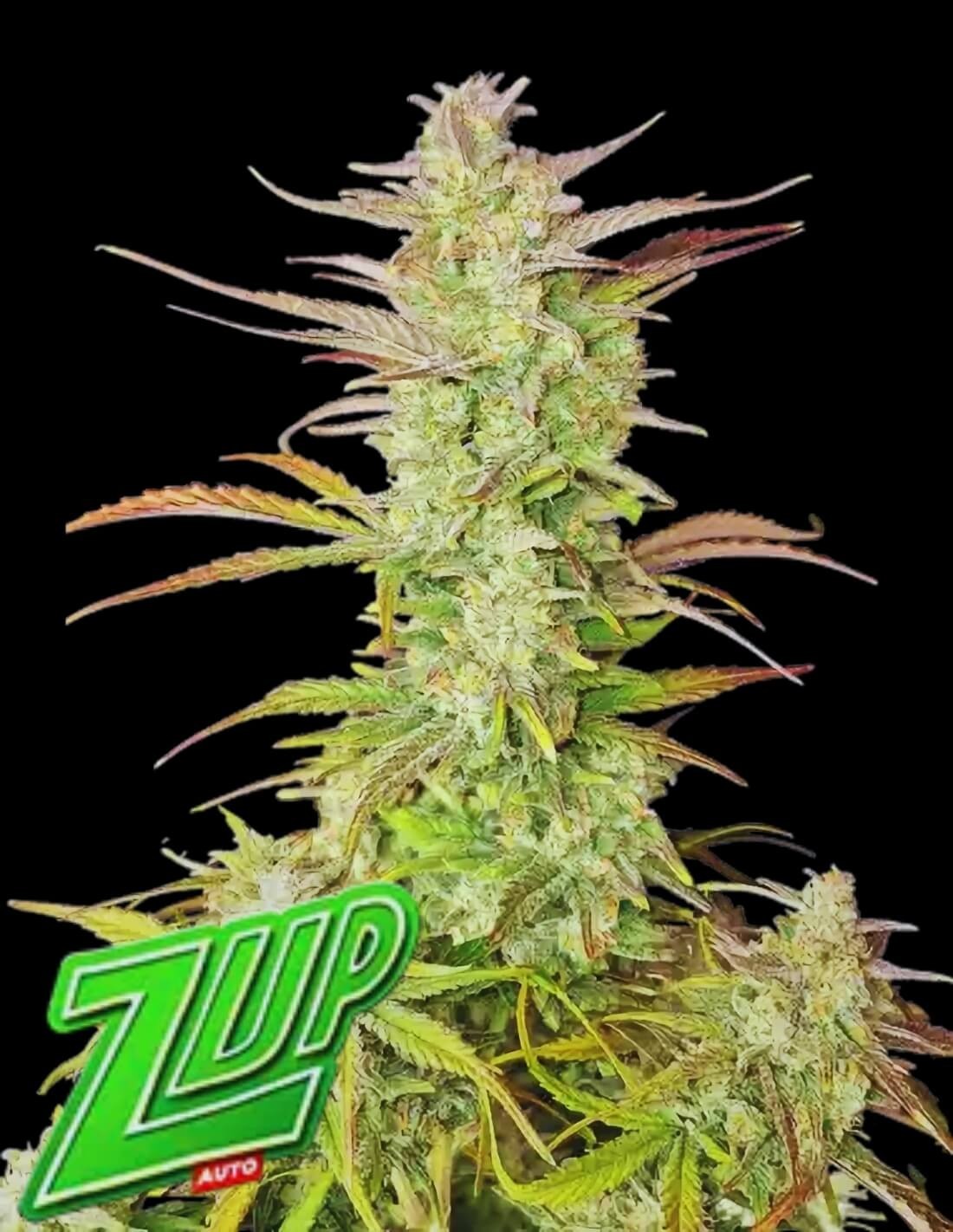 3 Samen Z-Up Auto von Fast Buds