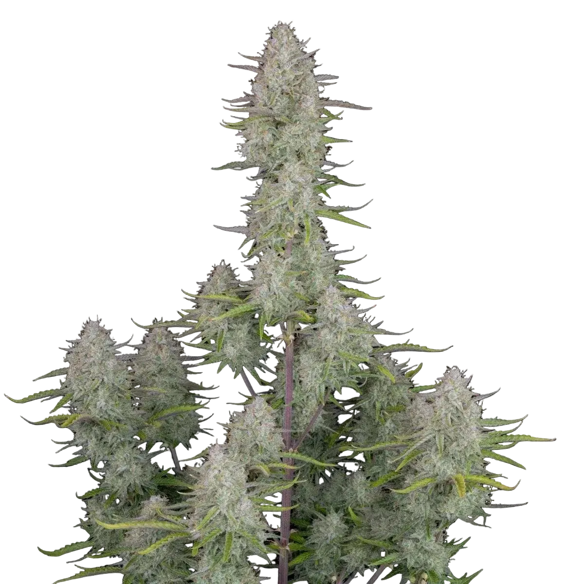 wedding-cheesecake-auto