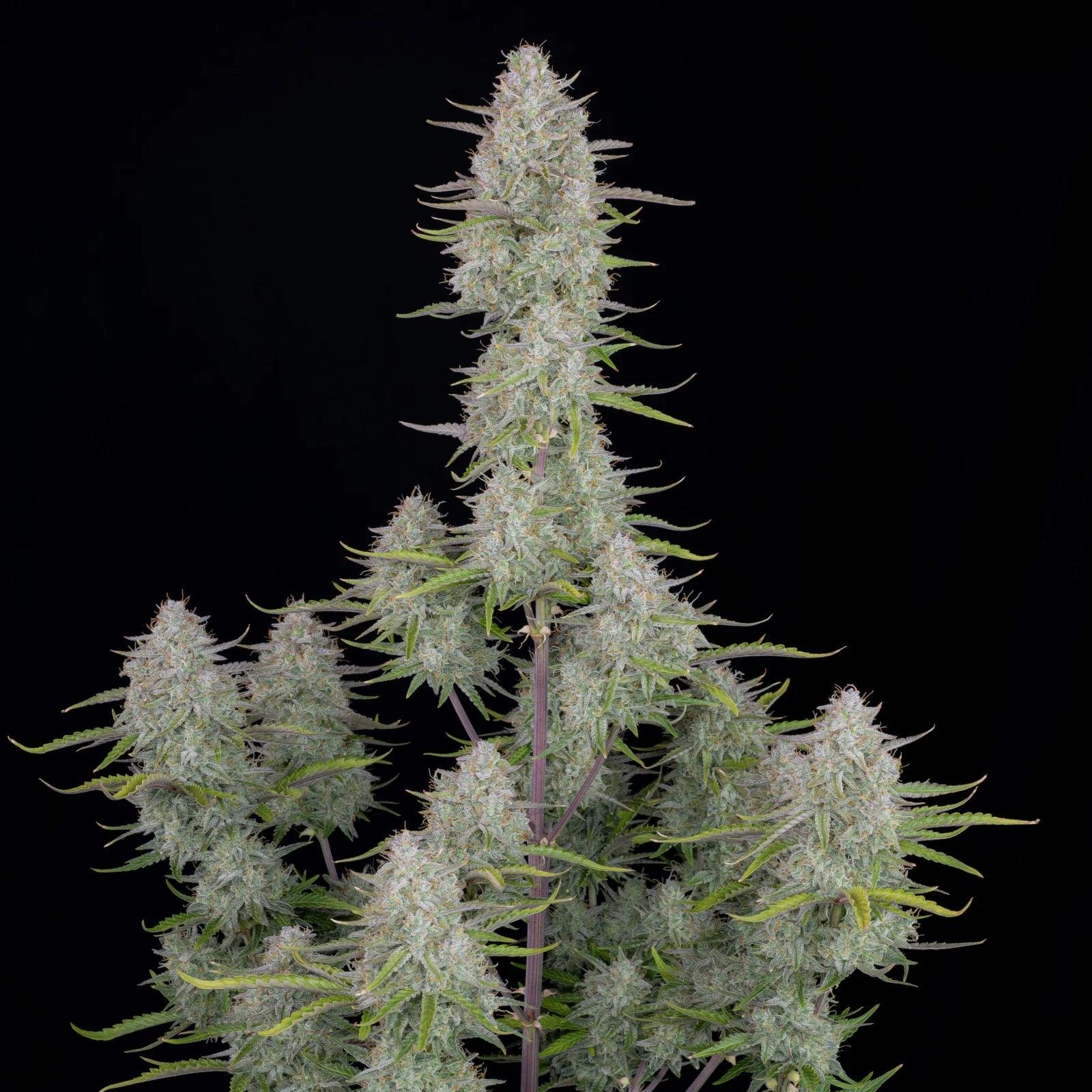 wedding-cheesecake-auto