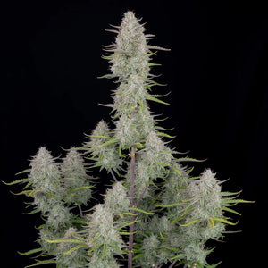 wedding-cheesecake-auto