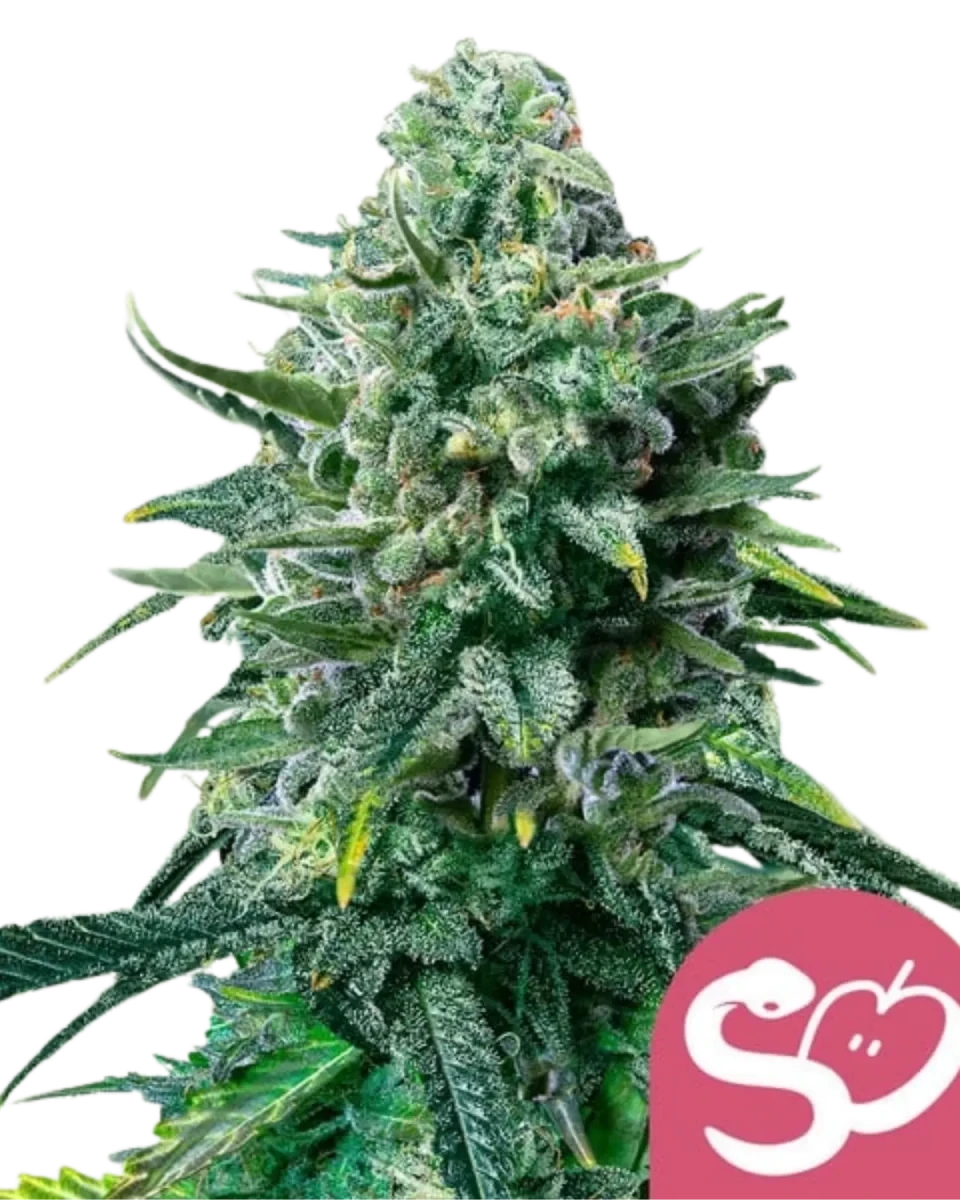 Royal Queen Seeds Forbidden Fruit feminisierte Samen.
