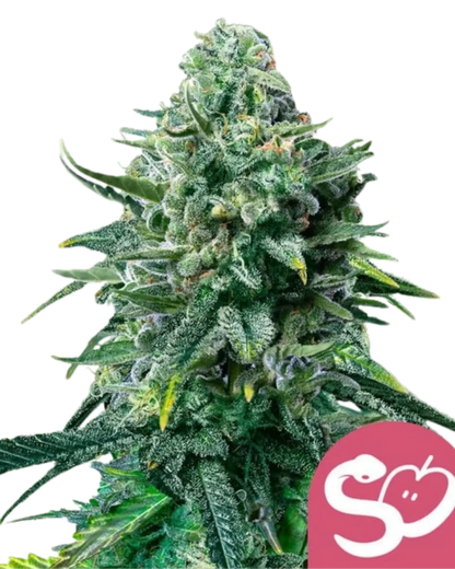 Royal Queen Seeds Forbidden Fruit feminisierte Samen.