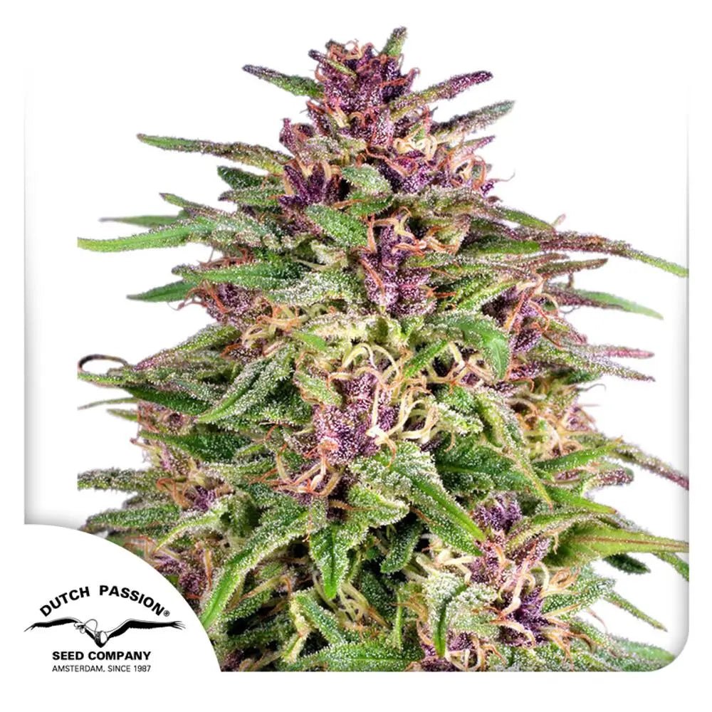 Frisian Dew von Dutch Passion