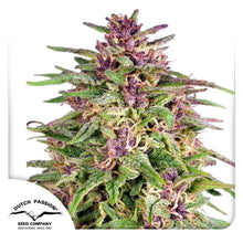 Frisian Dew von Dutch Passion