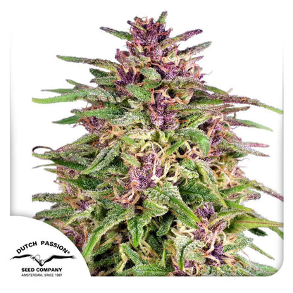 Frisian Dew von Dutch Passion