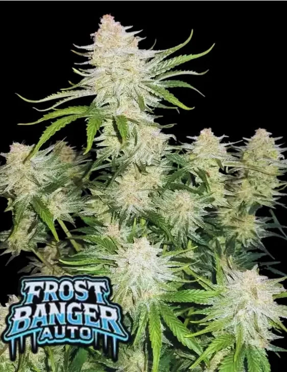 Frostbanger Auto von Fast Buds
