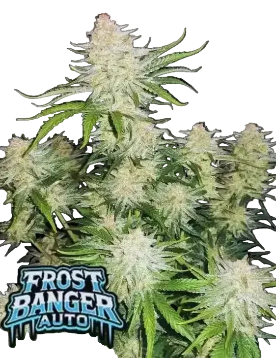 Frostbanger Auto von Fast Buds