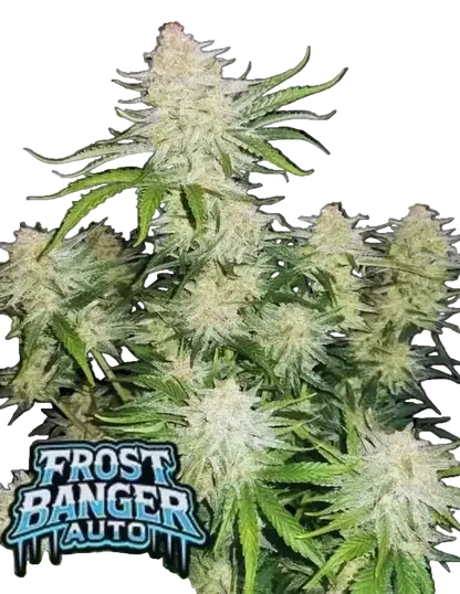 Frostbanger Auto von Fast Buds