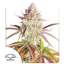 Fruit Bomb Punch von Dutch Passion