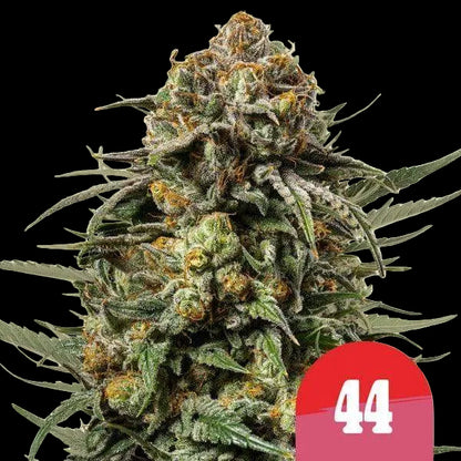 royal-queen-seeds-gelato-44
