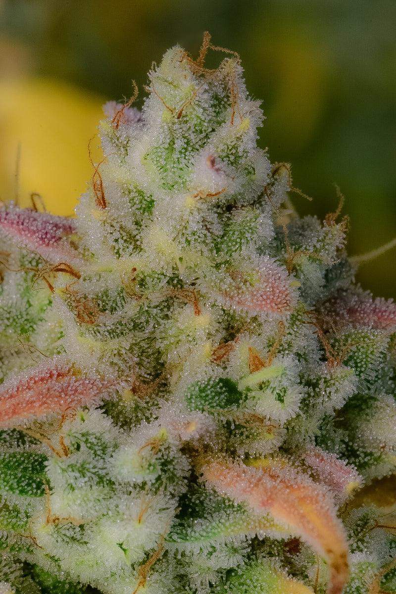 harzige Gelato Auto Blüte