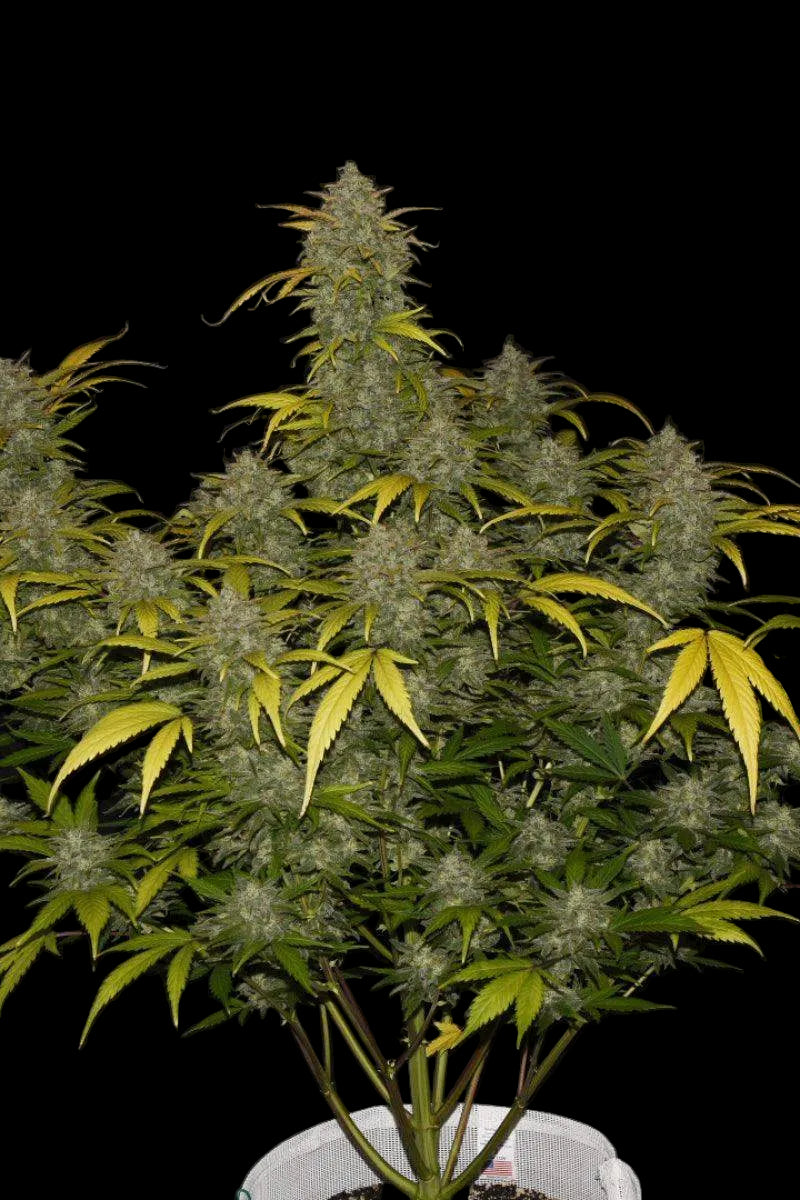 Gelato Auto