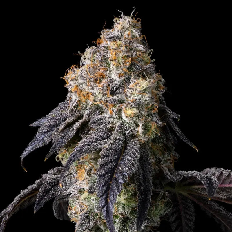 Georgia Pie x That Badu Limited von Cookies, feminisierte Cannabissamen: dicht harzige, tiefviolette Blüte mit vielen orangen Blütenhaaren.