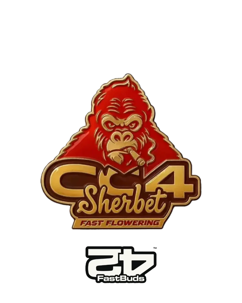 GG4 Sherbet Fast Flowering Samen, Fast Buds