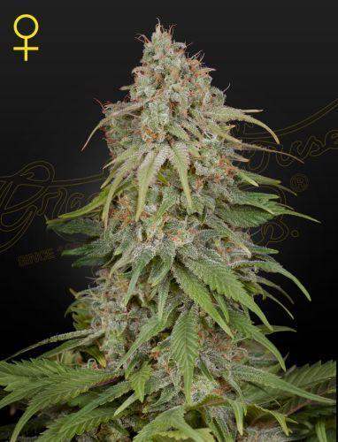 gh amnesia von greenhouse seeds, feminisierte cannabis samen