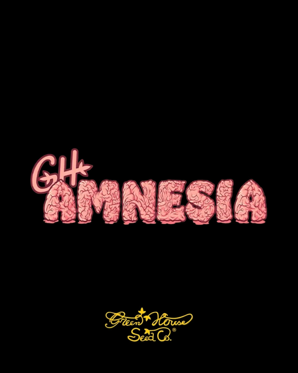 GH Amnesia 