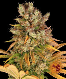 gmo-barneys-farm