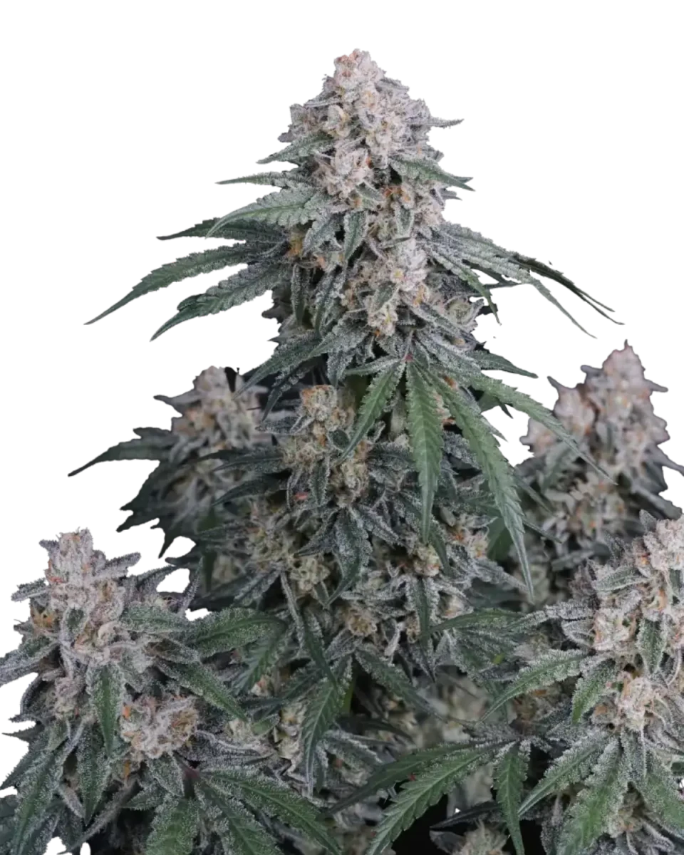 GMO Auto von Fast Buds – autoflowering, indicadominante Cannabissamen mit würzig-erdigem Aroma.