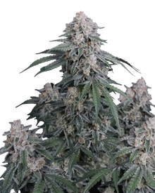 GMO Auto von Fast Buds – autoflowering, indicadominante Cannabissamen mit würzig-erdigem Aroma.