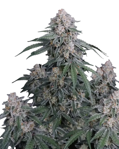 GMO Auto von Fast Buds – autoflowering, indicadominante Cannabissamen mit würzig-erdigem Aroma.