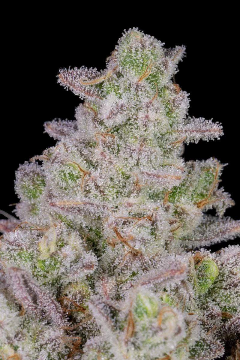 Nahaufnahme einer Gorilla Cookies Auto Blüte