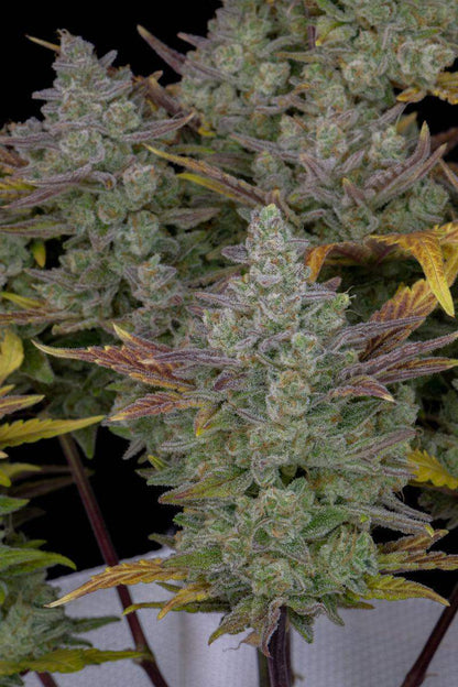 gorilla-cookies-auto-fastbuds